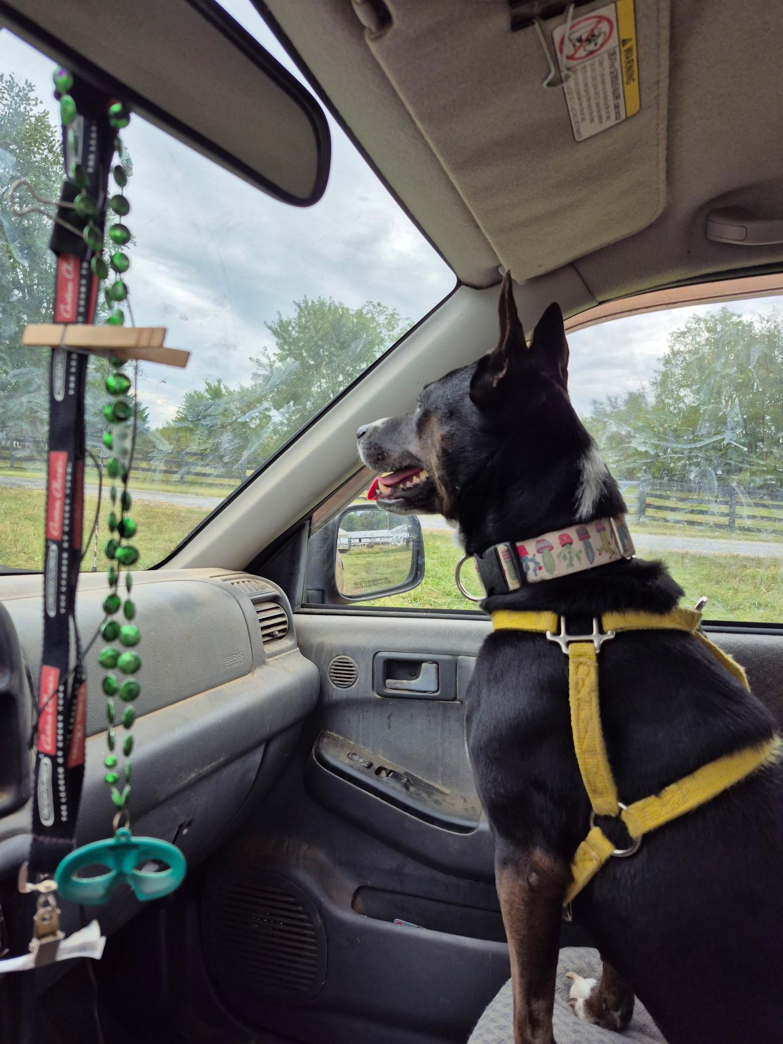 Diva, a Adoptable mixed breed in Falls Church, VA image 2/6