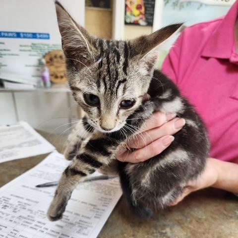 Swirl, Adoptable, Young Male Tabby.