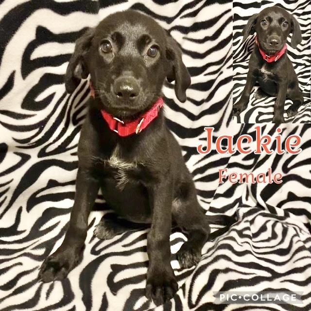 Jackie, an adoptable Labrador Retriever in Manchester, CT_image-1