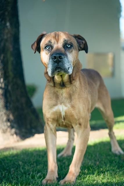 Enlarge HARVEY, a Adoptable German Shepherd Dog in Ontario, CA image 1/1