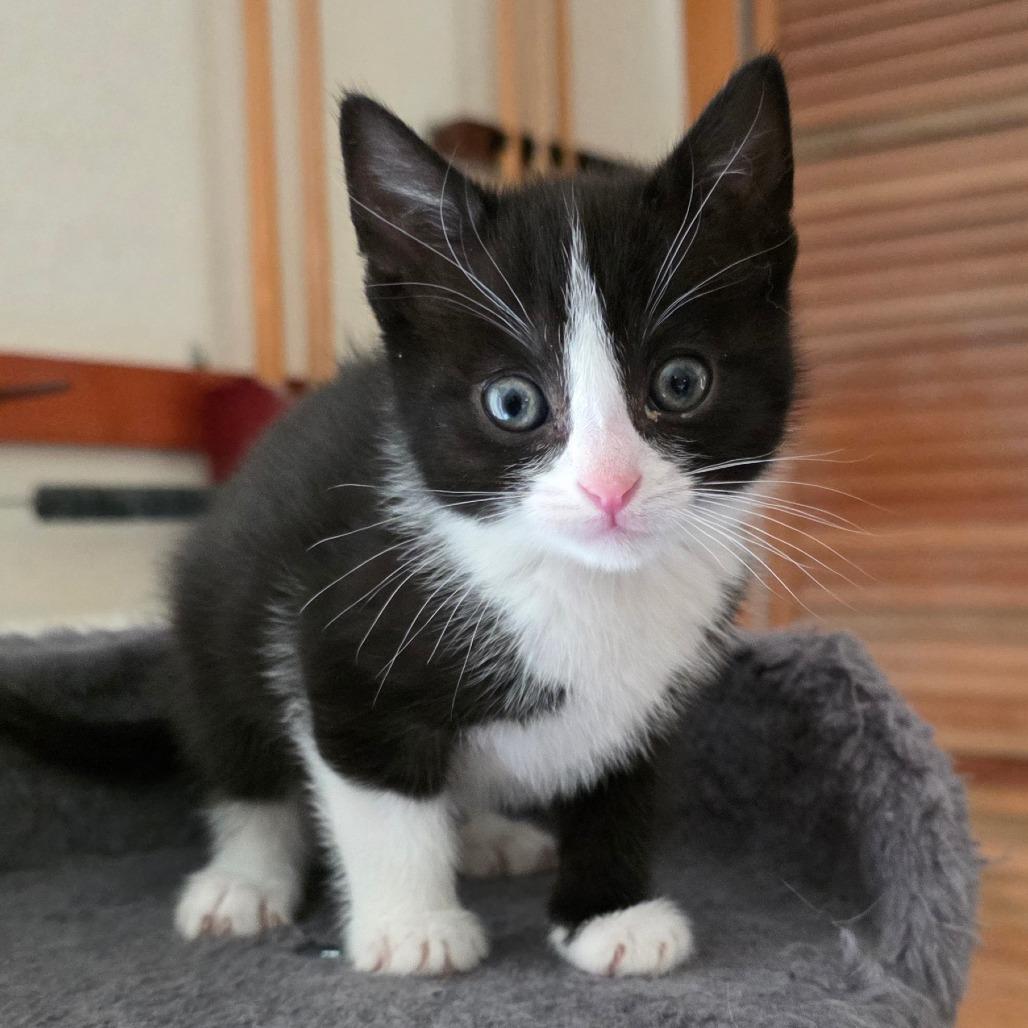 Velma, Adoptable, Kitten Female American Shorthair.