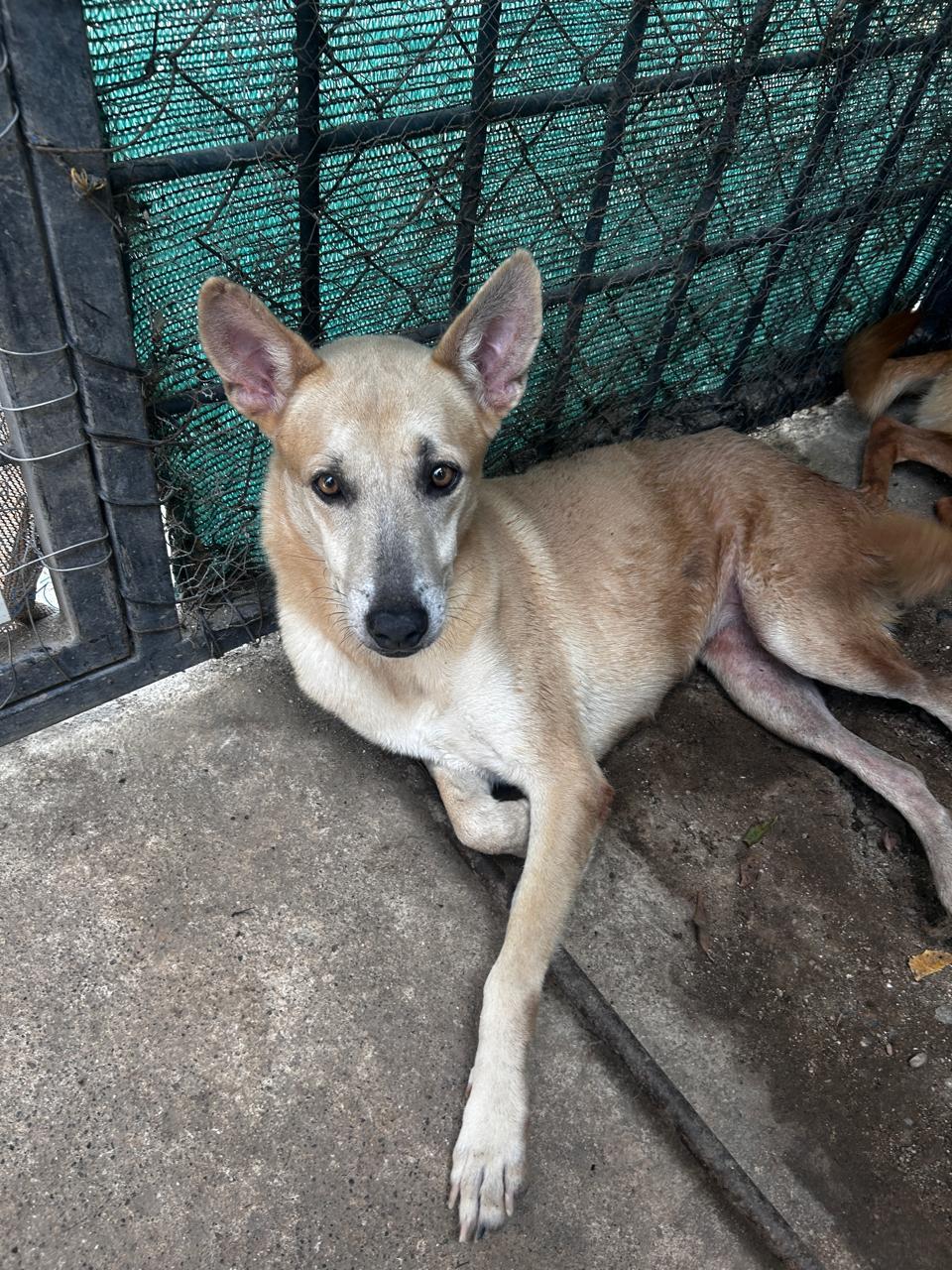 Enlarge Chiquita, a Adoptable mixed breed in Sacramento, CA image 3/6