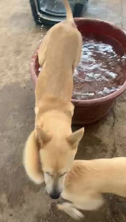 Enlarge Chiquita, a Adoptable mixed breed in Sacramento, CA video 4/6