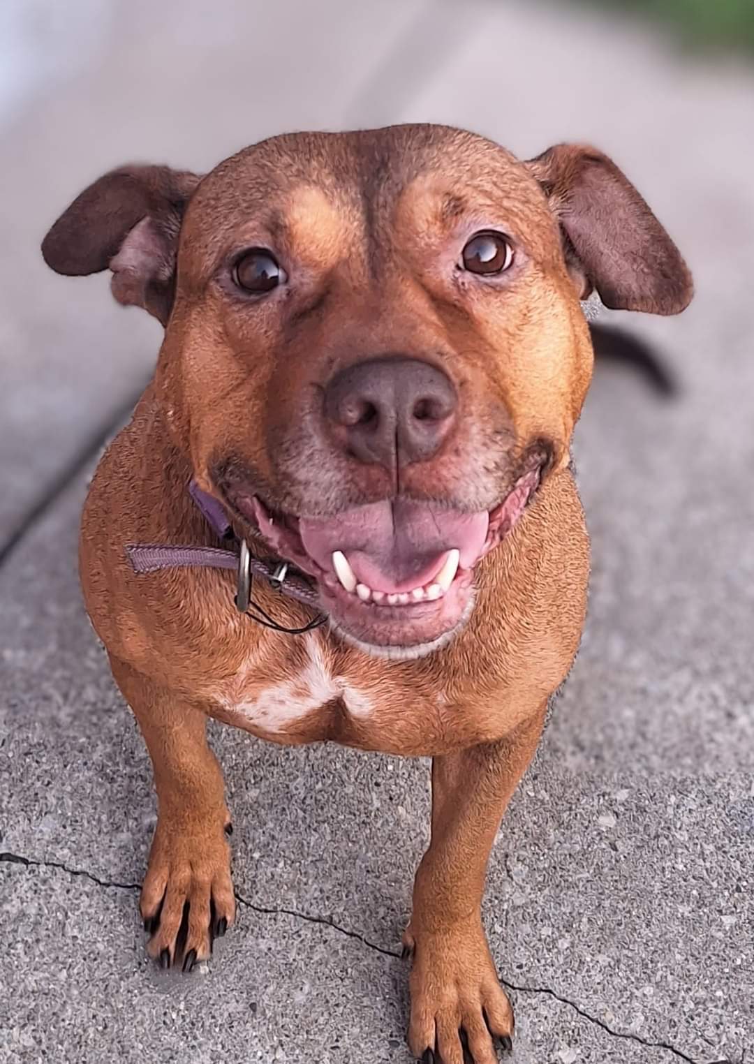 Enlarge CHANELLE, a Adoptable mixed breed in Flint, MI image 3/6