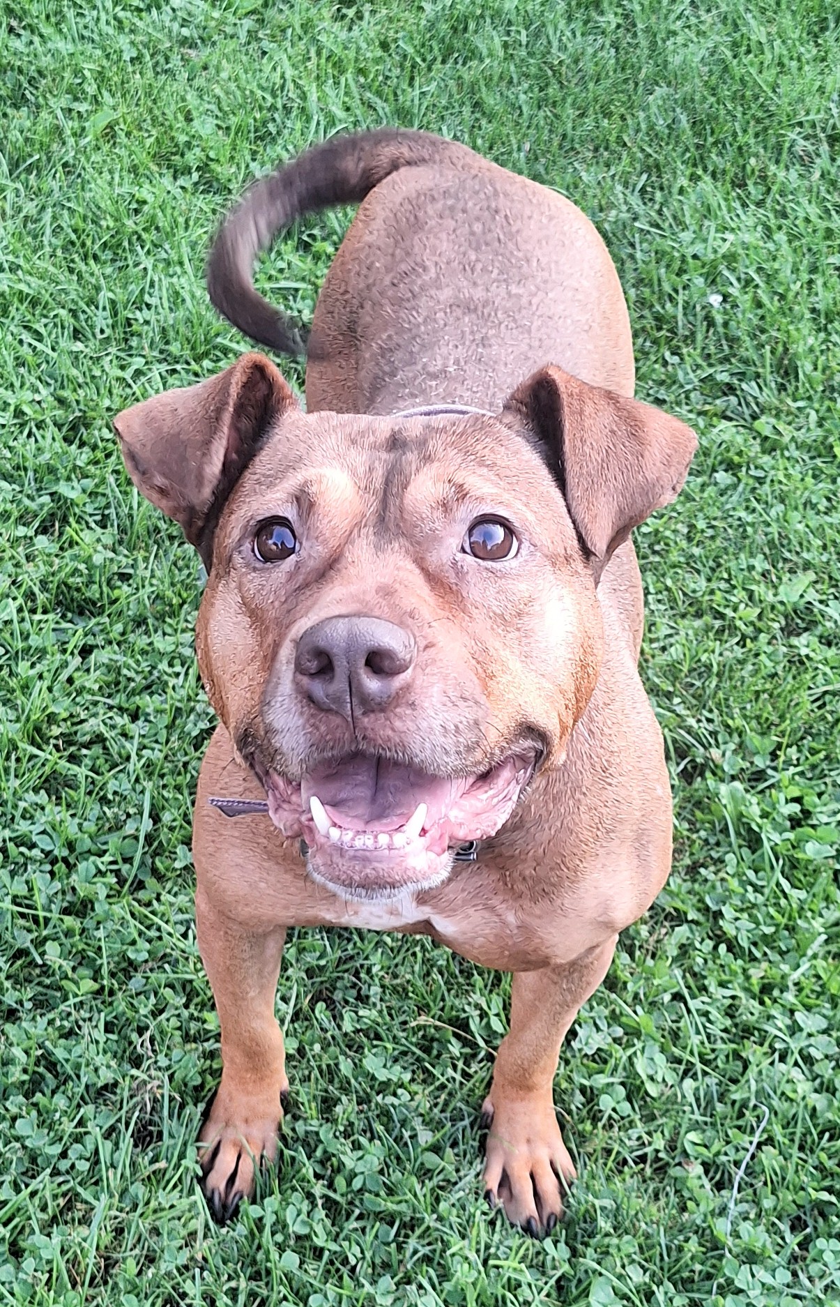 Enlarge CHANELLE, a Adoptable mixed breed in Flint, MI image 6/6