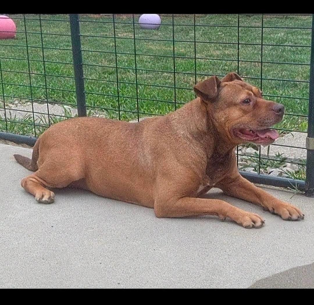 Enlarge CHANELLE, a Adoptable American Staffordshire Terrier in Flint, MI image 3/6