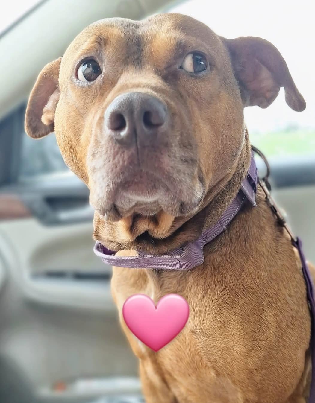 Enlarge CHANELLE, a Adoptable mixed breed in Flint, MI image 4/6