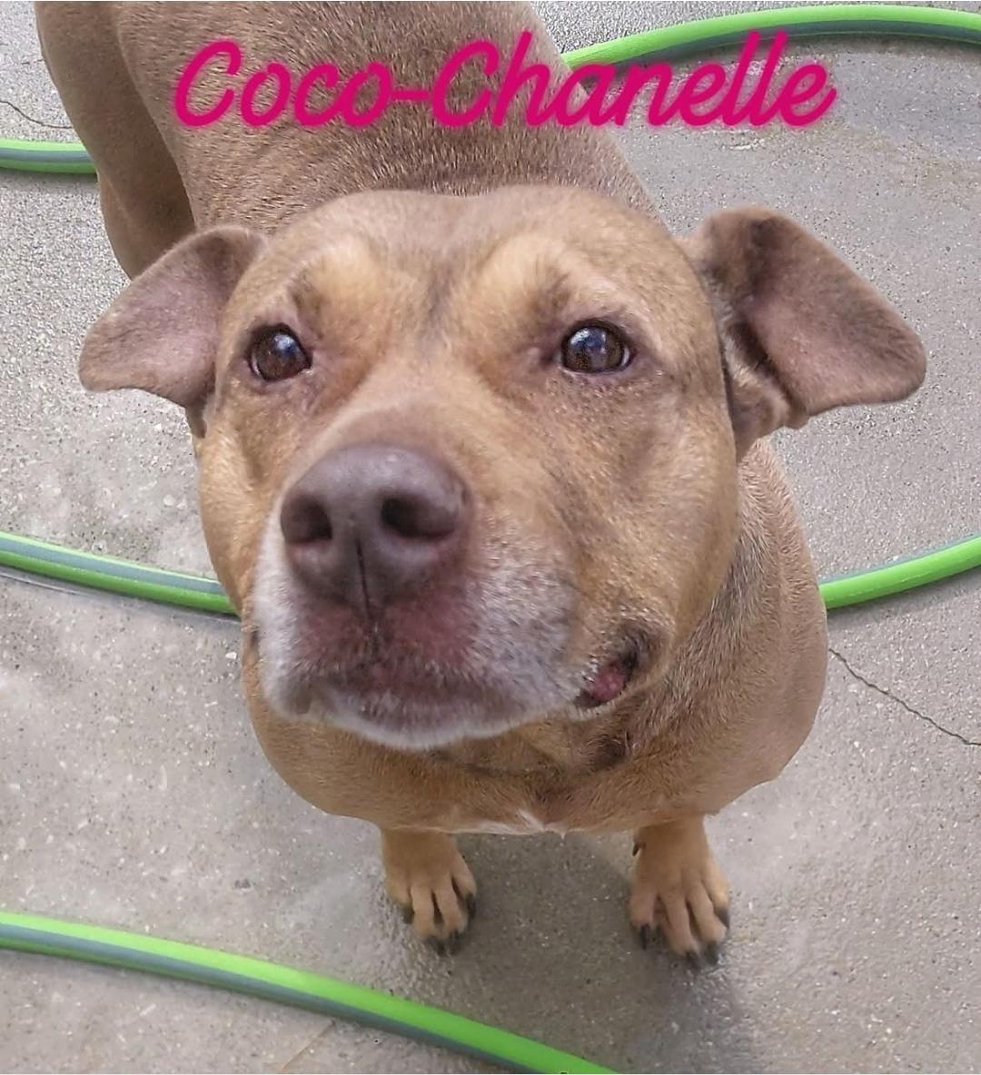 Enlarge CHANELLE, a Adoptable American Staffordshire Terrier in Flint, MI image 1/6