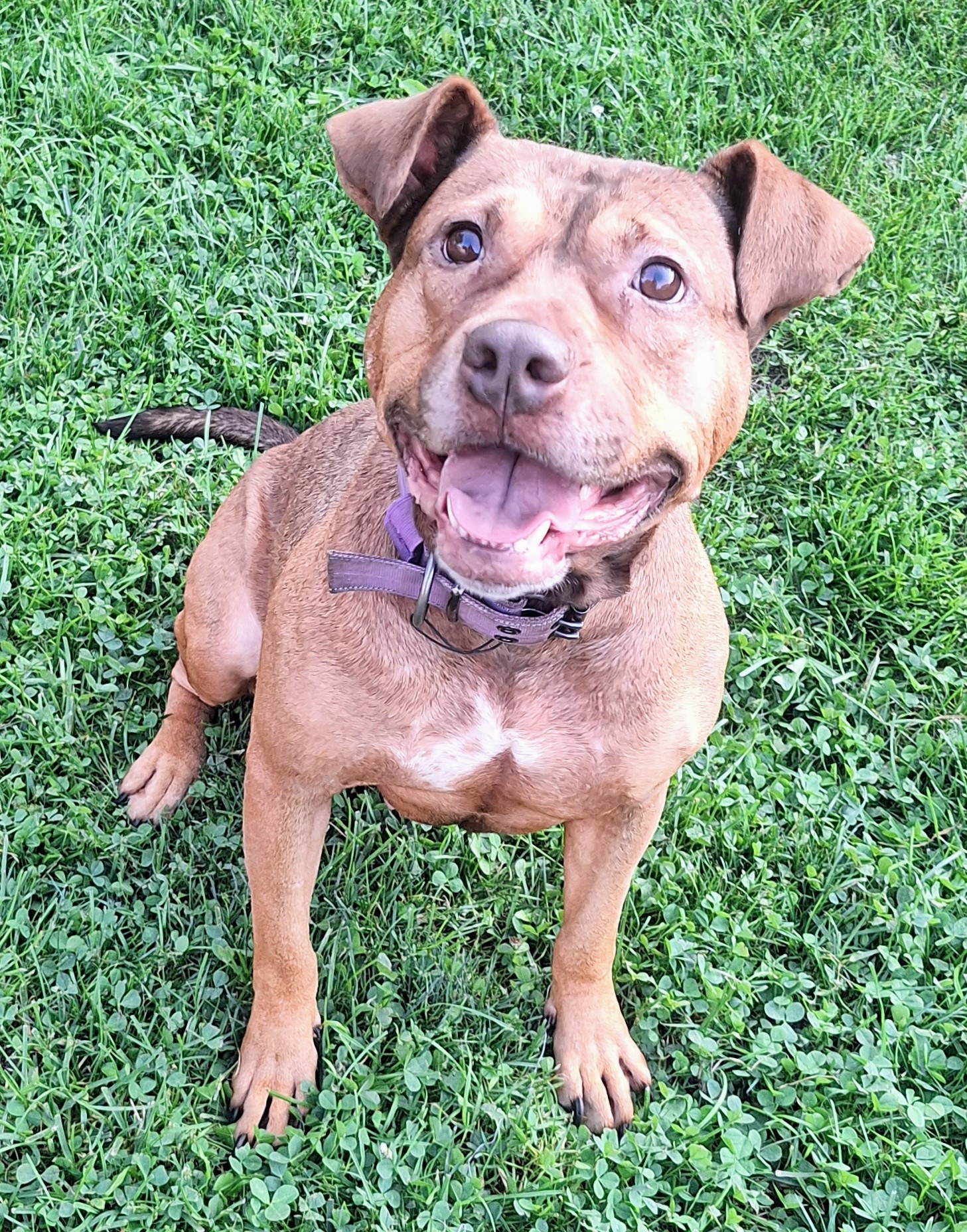 Enlarge CHANELLE, a Adoptable mixed breed in Flint, MI image 5/6