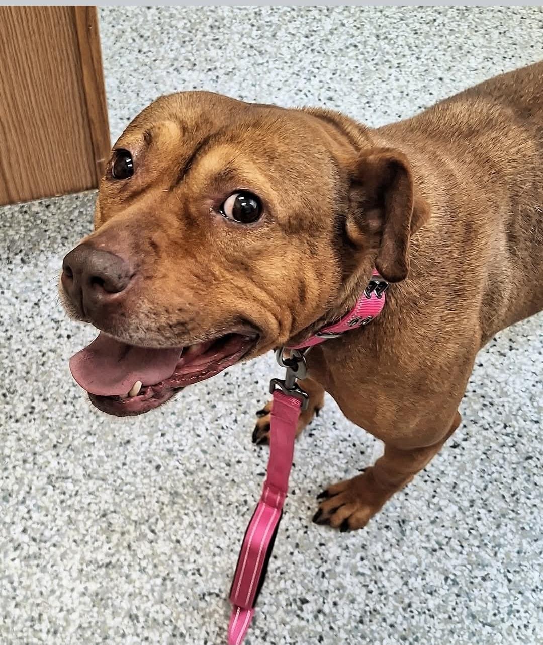 CHANELLE, an adoptable American Staffordshire Terrier in Flint, MI, 48507 | Photo Image 1