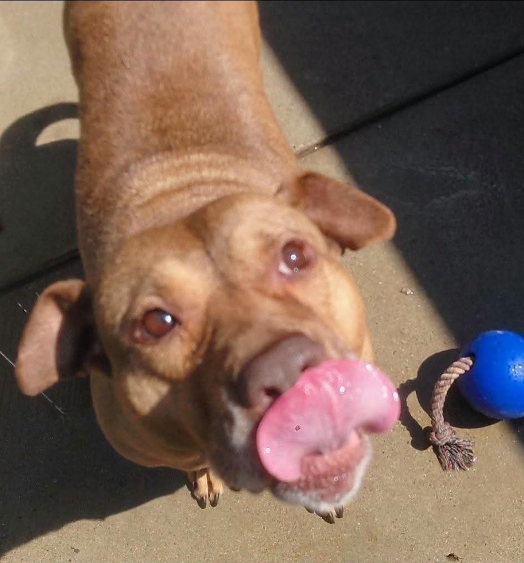 Enlarge CHANELLE, a Adoptable American Staffordshire Terrier in Flint, MI image 2/6