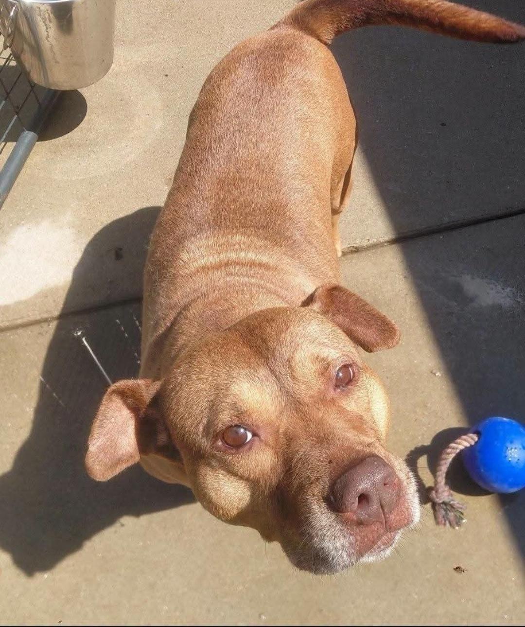 Enlarge CHANELLE, a Adoptable American Staffordshire Terrier in Flint, MI image 4/6