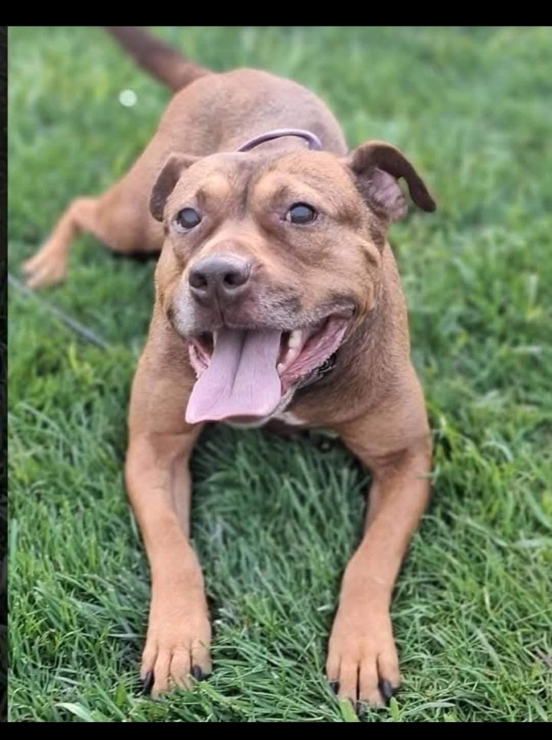 CHANELLE, Adoptable, Senior Female American Staffordshire Terrier.