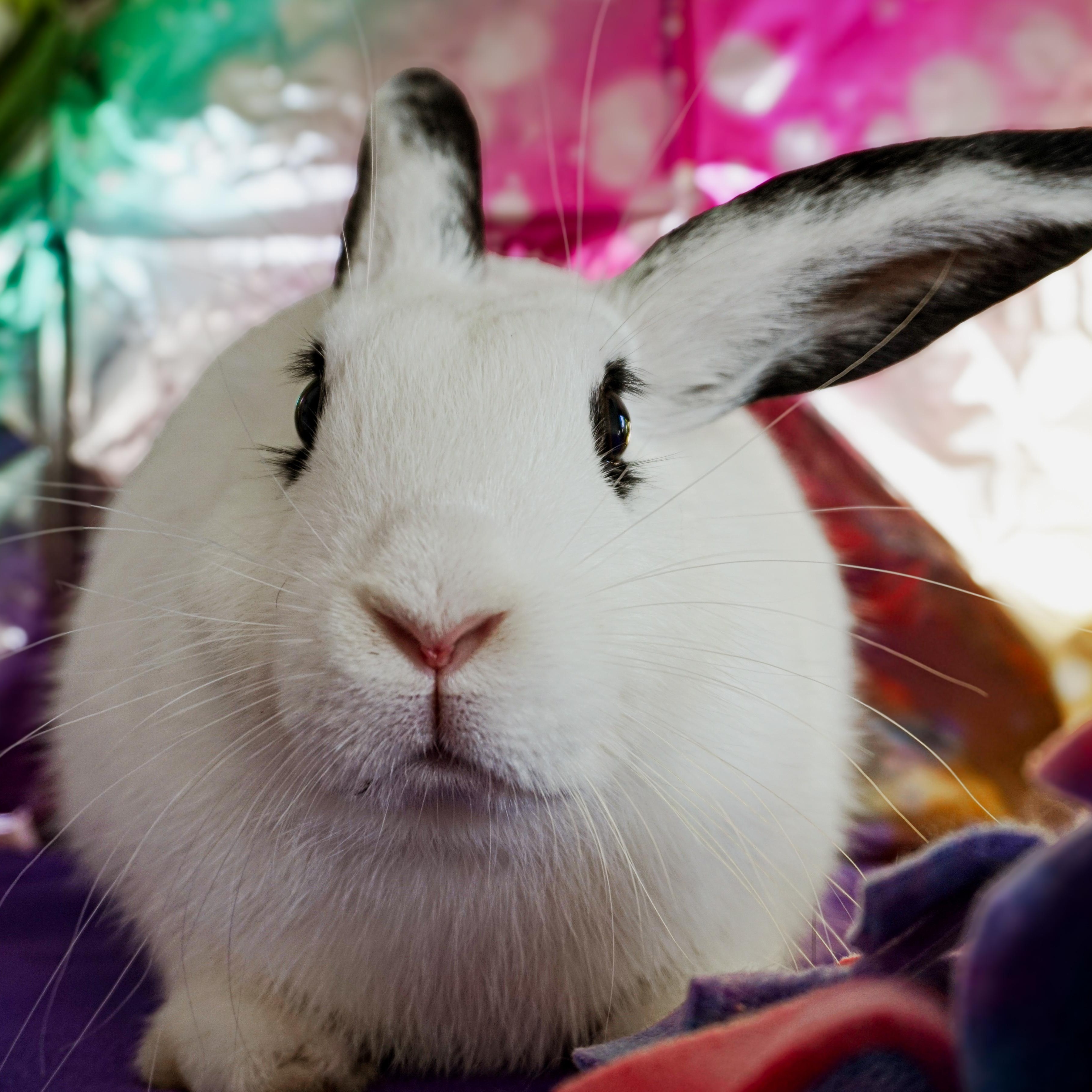 Fig, ADOPTABLE, Adult Female Bunny Rabbit.