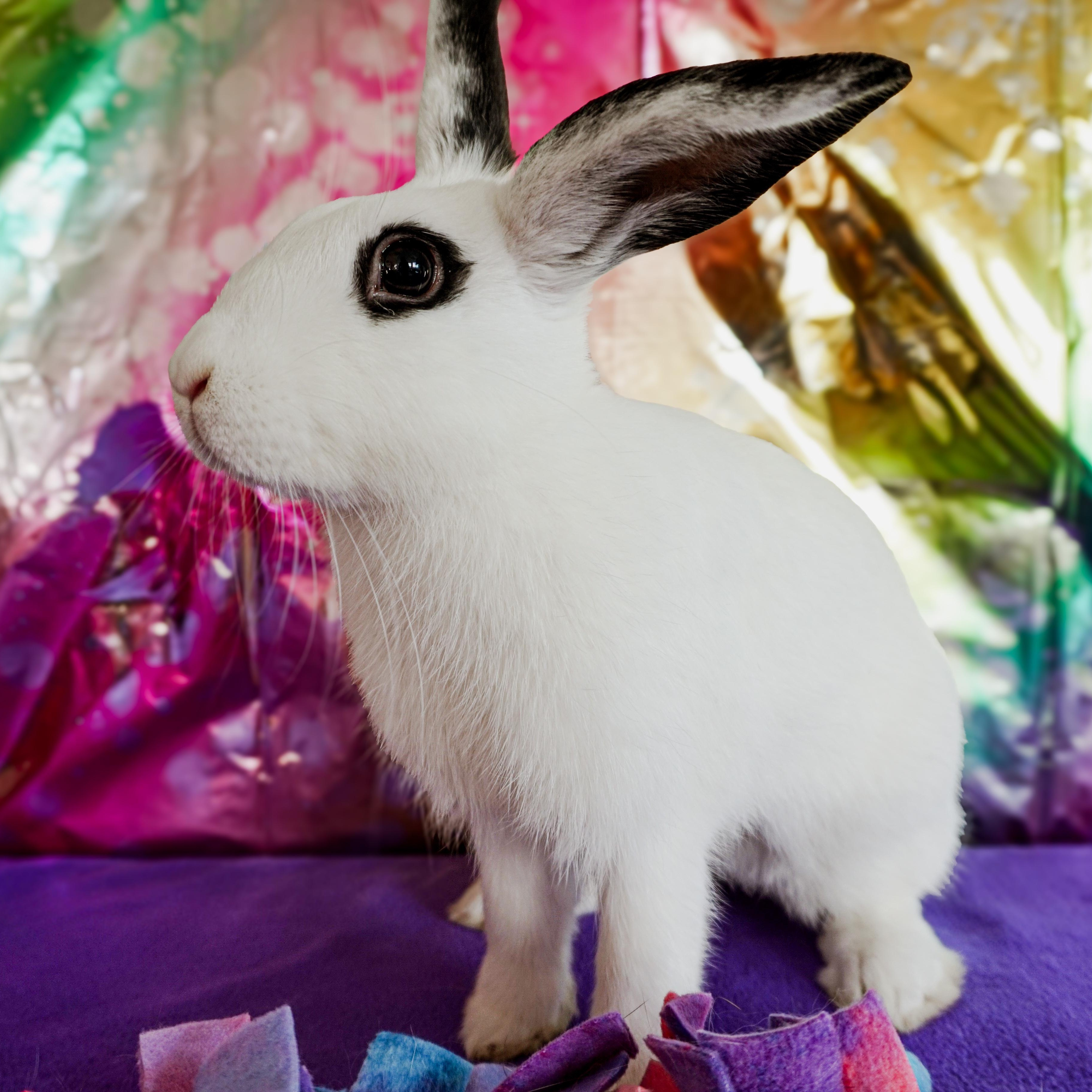 Enlarge Fig, a ADOPTABLE Bunny Rabbit in Long Beach, CA image 3/3
