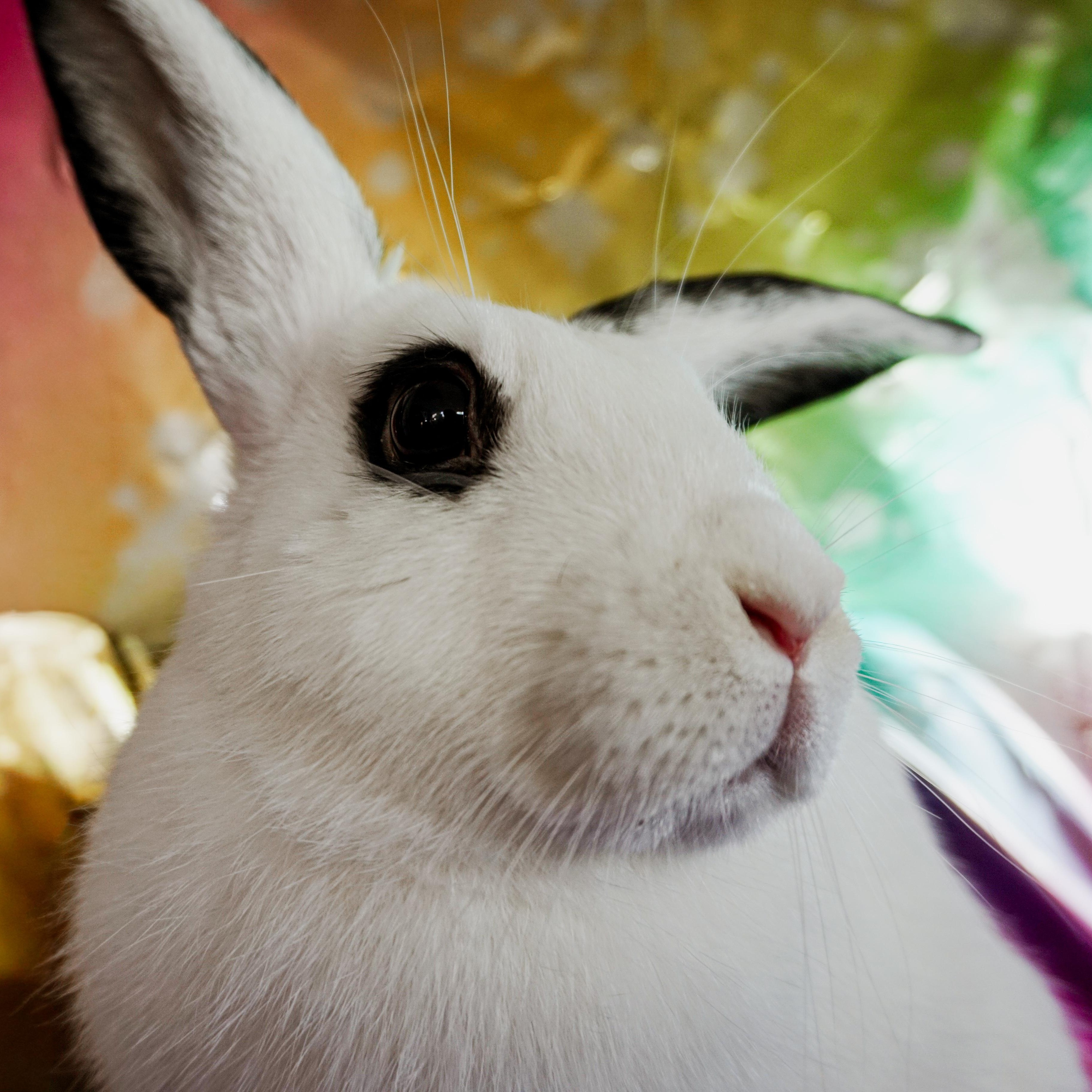 Enlarge Fig, a ADOPTABLE Bunny Rabbit in Long Beach, CA image 2/3