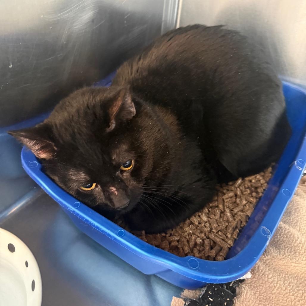 Enlarge Aspen, a ADOPTABLE American Shorthair in Danbury, CT image 1/1