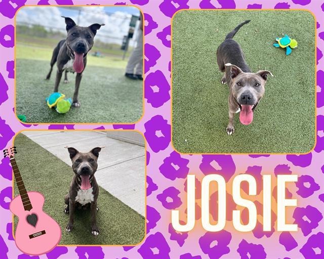 JOSIE, Adoptable, Adult Female Pit Bull Terrier.