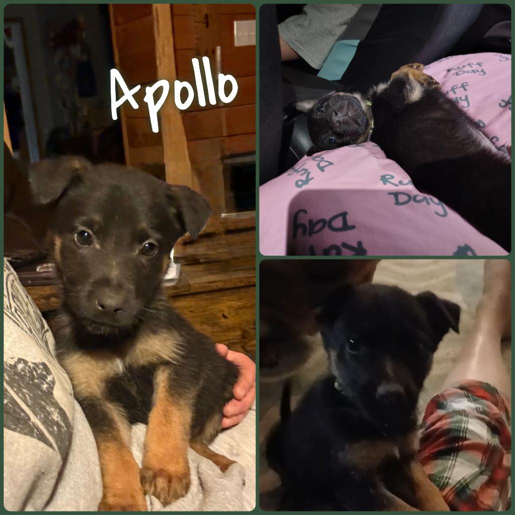 Apollo, Adoptable, Puppy Male German Shepherd Dog.