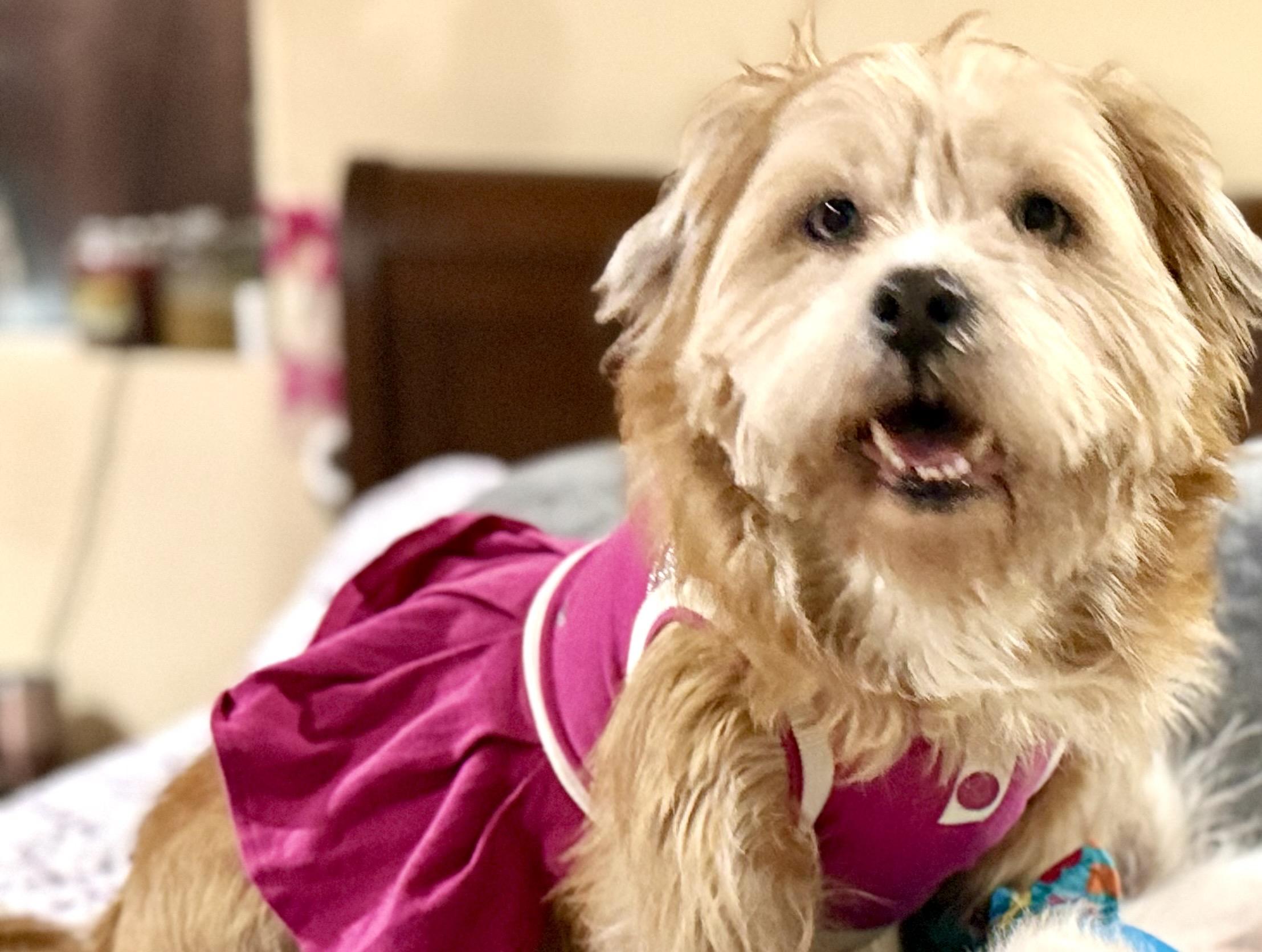 Enlarge Lulu, a ADOPTABLE mixed breed in Houston, TX image 1/4