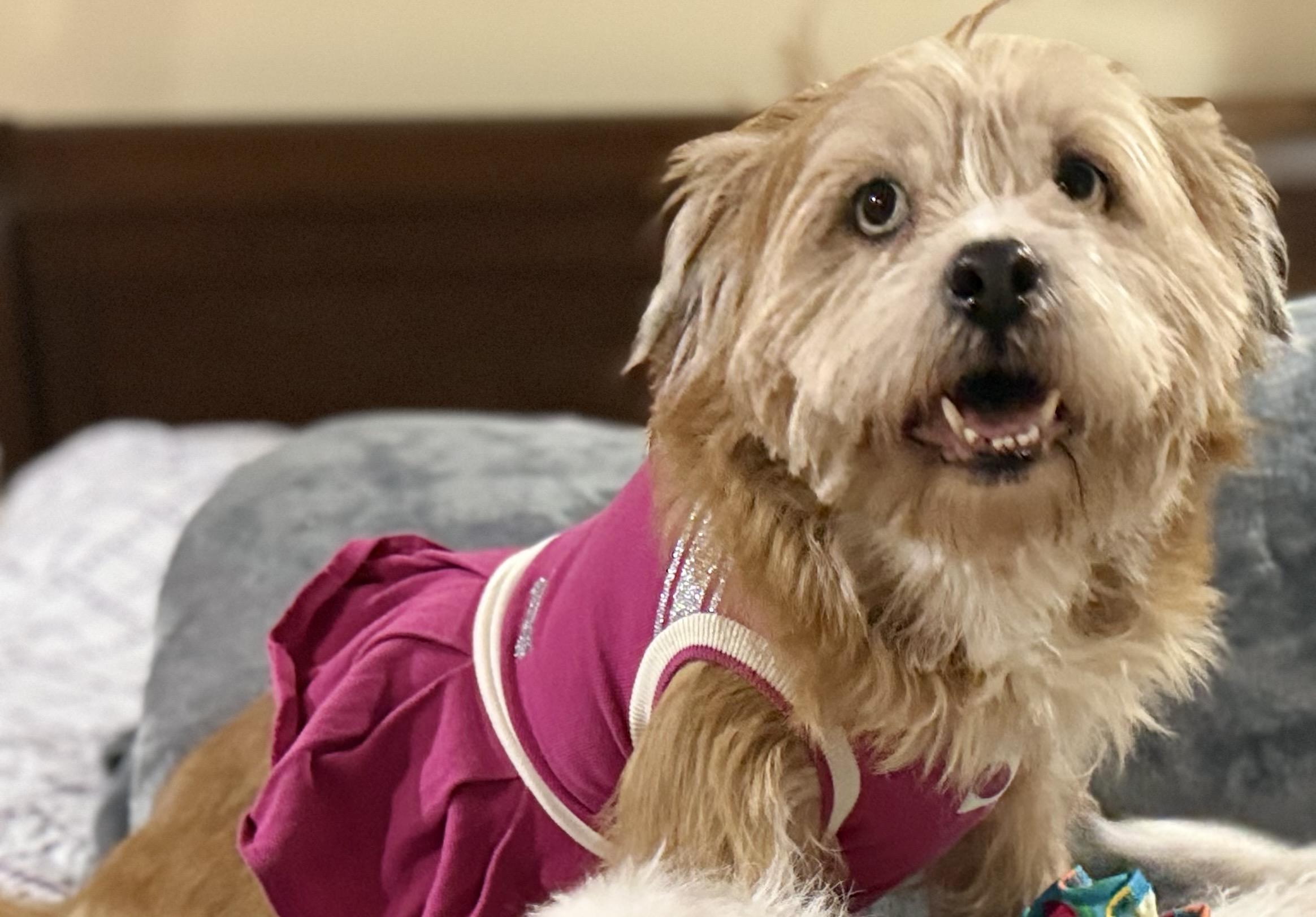 Enlarge Lulu, a ADOPTABLE mixed breed in Houston, TX image 4/4
