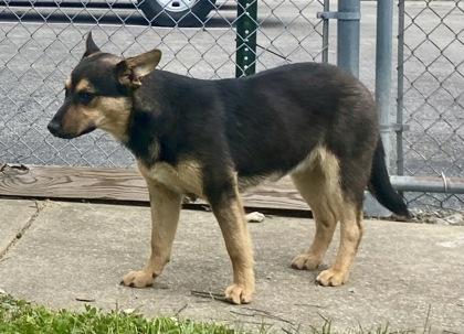 Enlarge Nash, a ADOPTABLE German Shepherd Dog in Glasgow, KY image 2/2