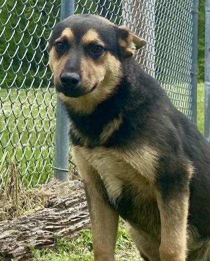 Nash, ADOPTABLE, Young Male German Shepherd Dog.