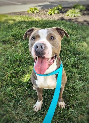 BRILLO, Adoptable, Young Male Pit Bull Terrier & Mixed Breed.