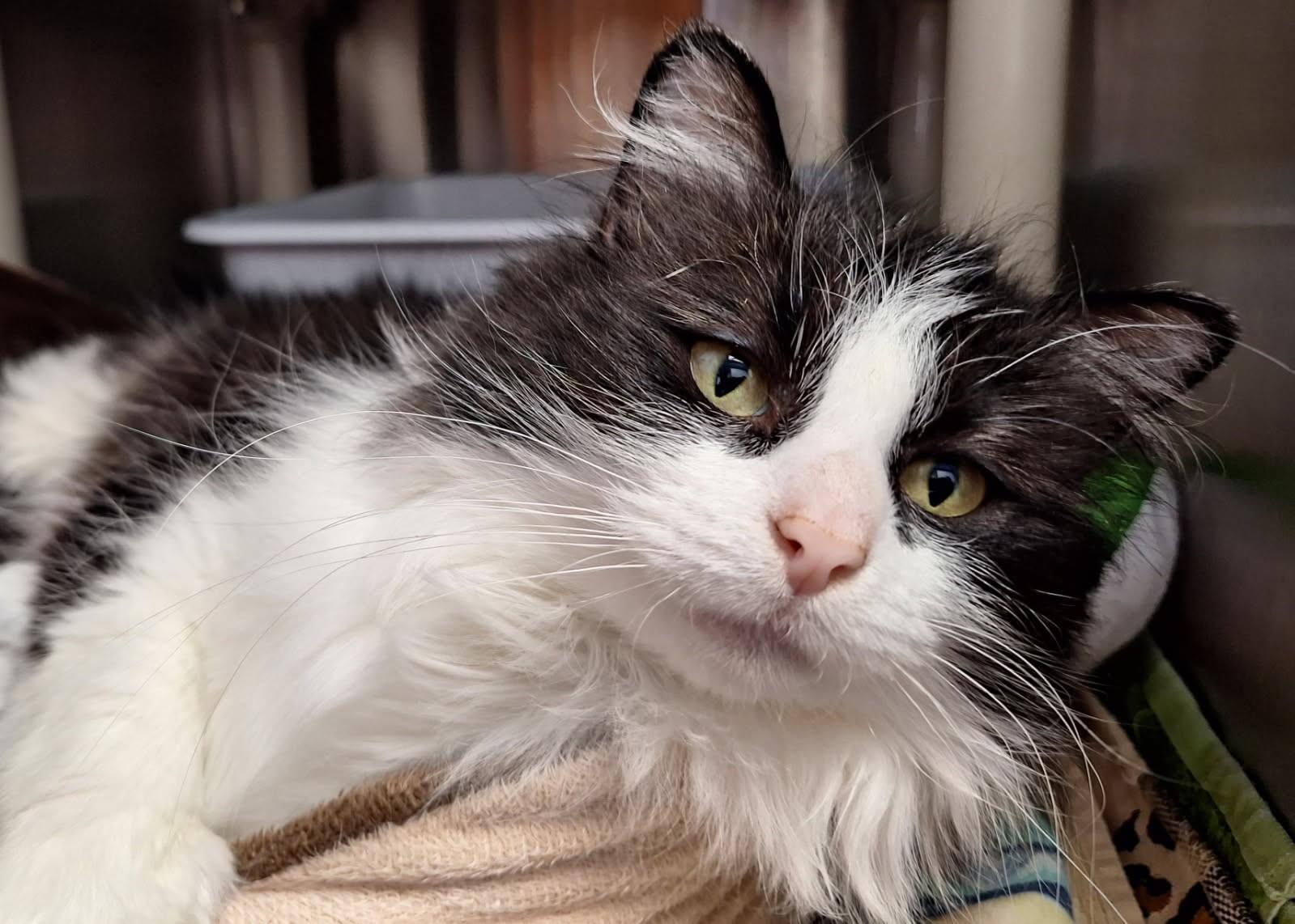Shadow, an adoptable Domestic Long Hair in Brooks, AB, T1R 1B2 | Photo Image 1