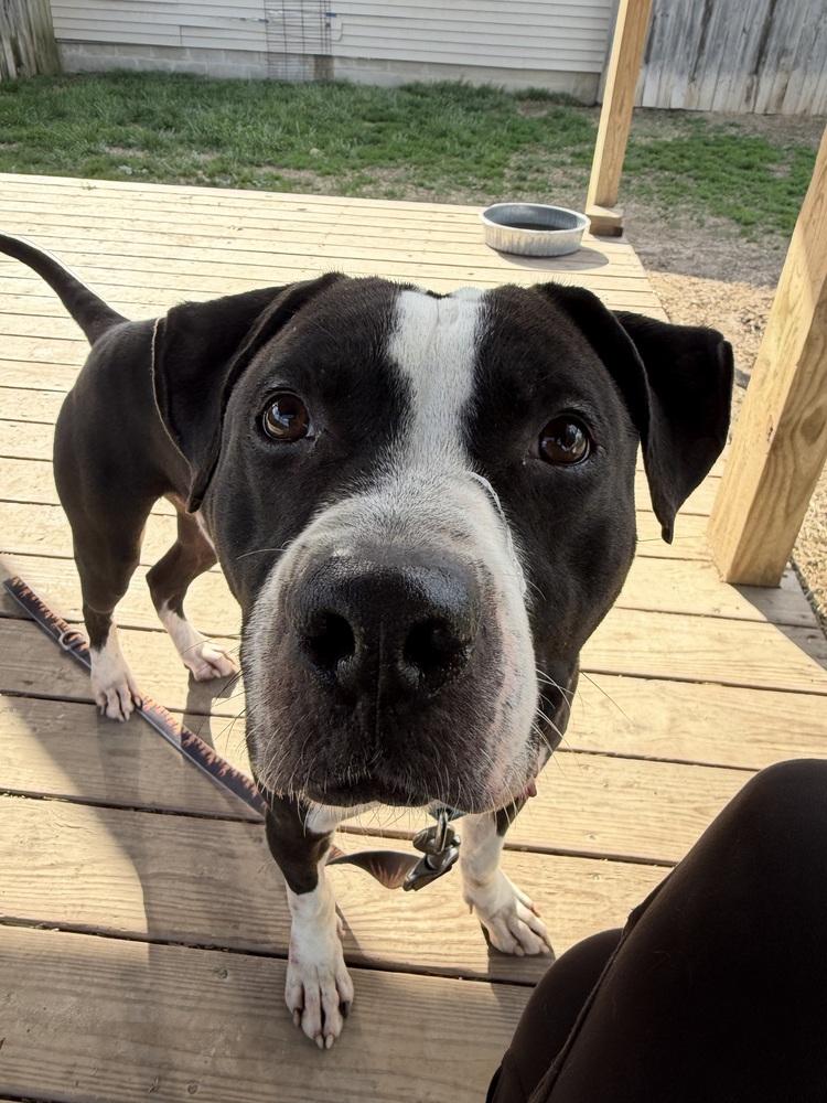 Flannel, Adoptable, Adult Male Terrier.