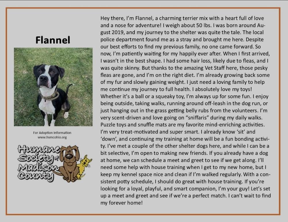 Enlarge Flannel, a Adoptable mixed breed in Xenia, OH image 2/4