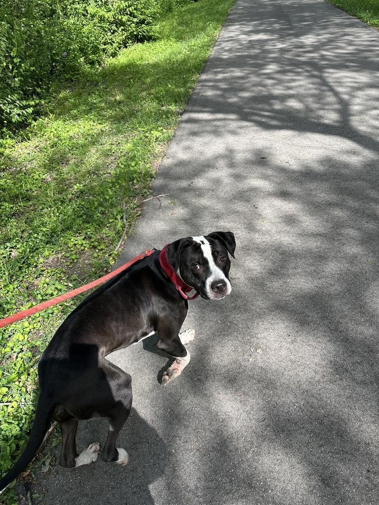Enlarge Flannel, a Adoptable mixed breed in Xenia, OH image 3/4