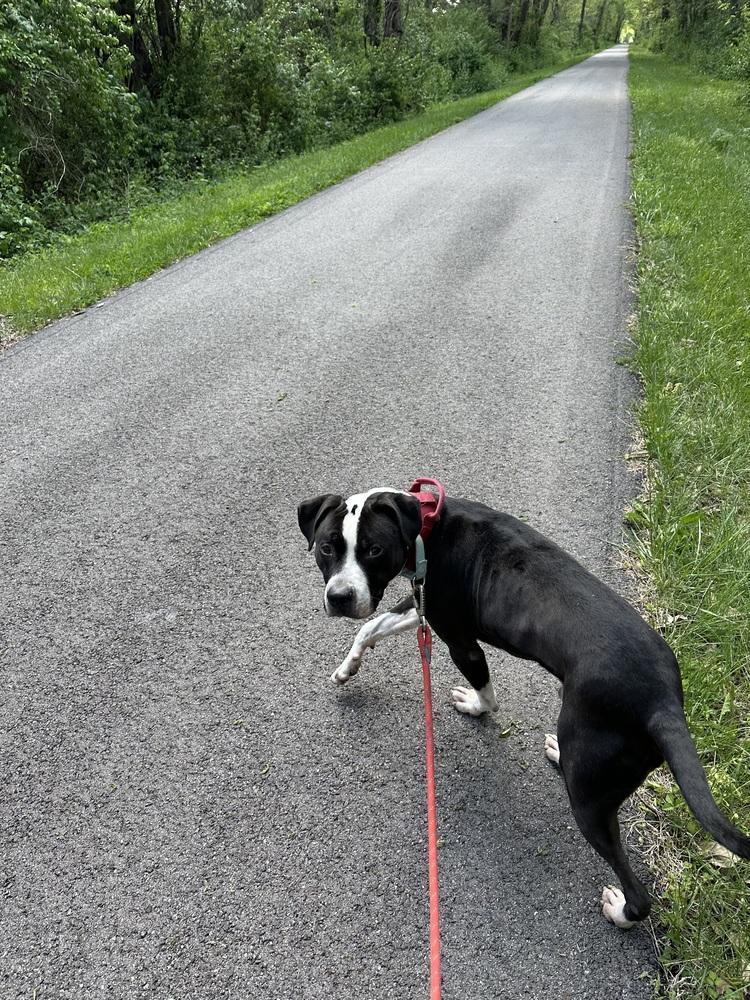 Enlarge Flannel, a Adoptable mixed breed in Xenia, OH image 4/4