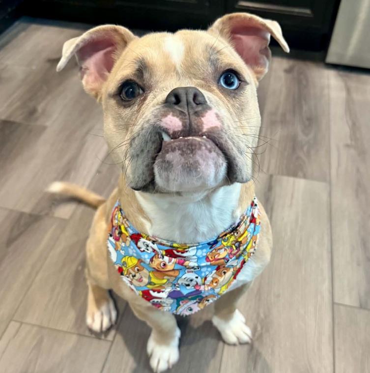 Canelo, ADOPTABLE, Young Male Bulldog & Pit Bull Terrier.