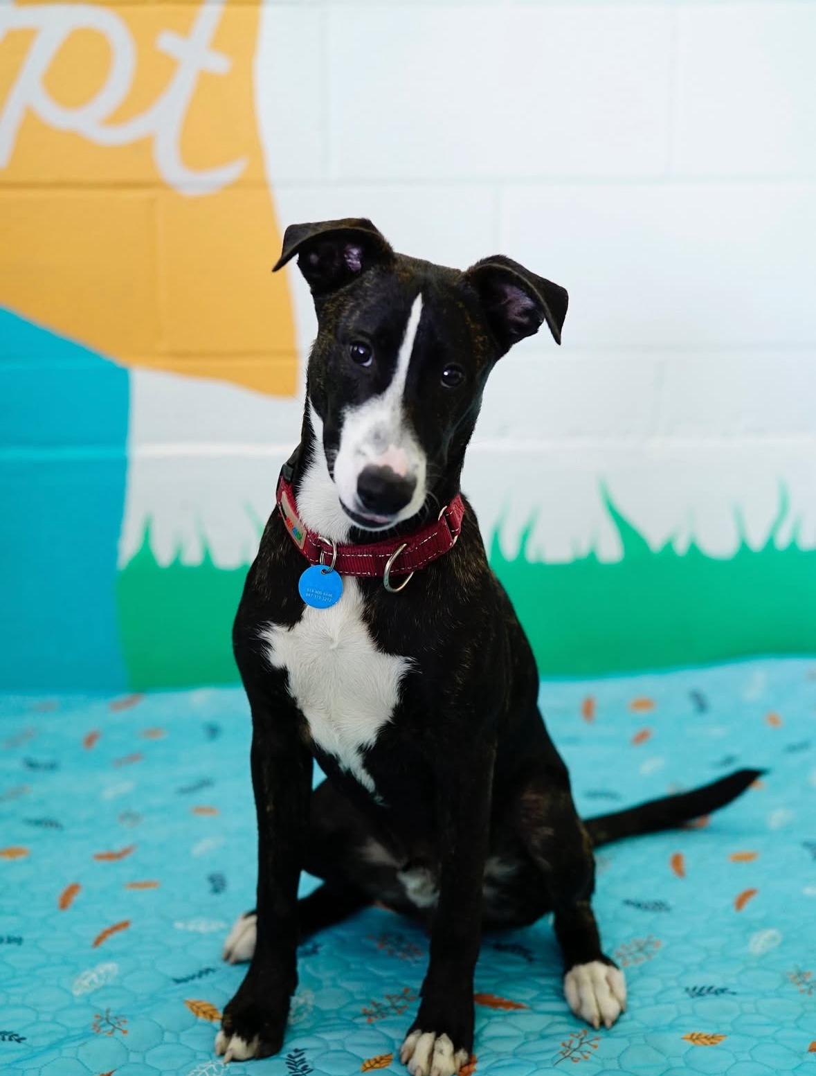 Enlarge August, a Adoptable mixed breed in Pasadena, CA image 3/6