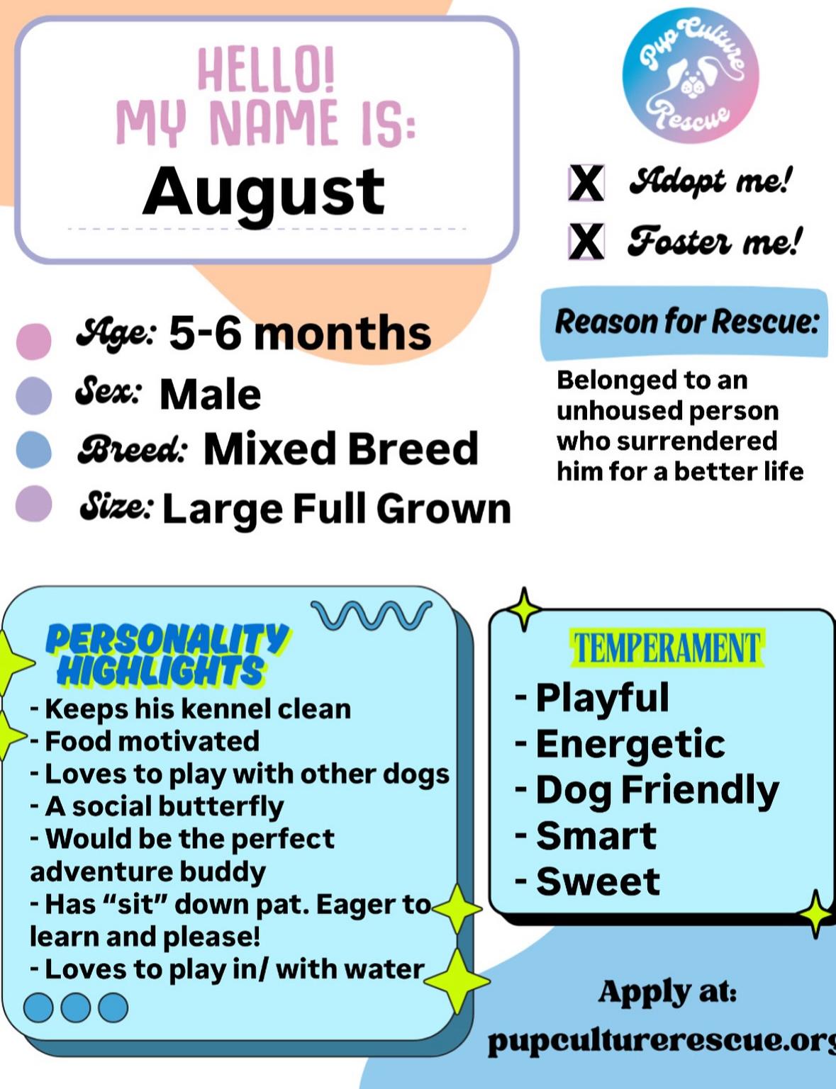 Enlarge August, a Adoptable mixed breed in Pasadena, CA image 2/6