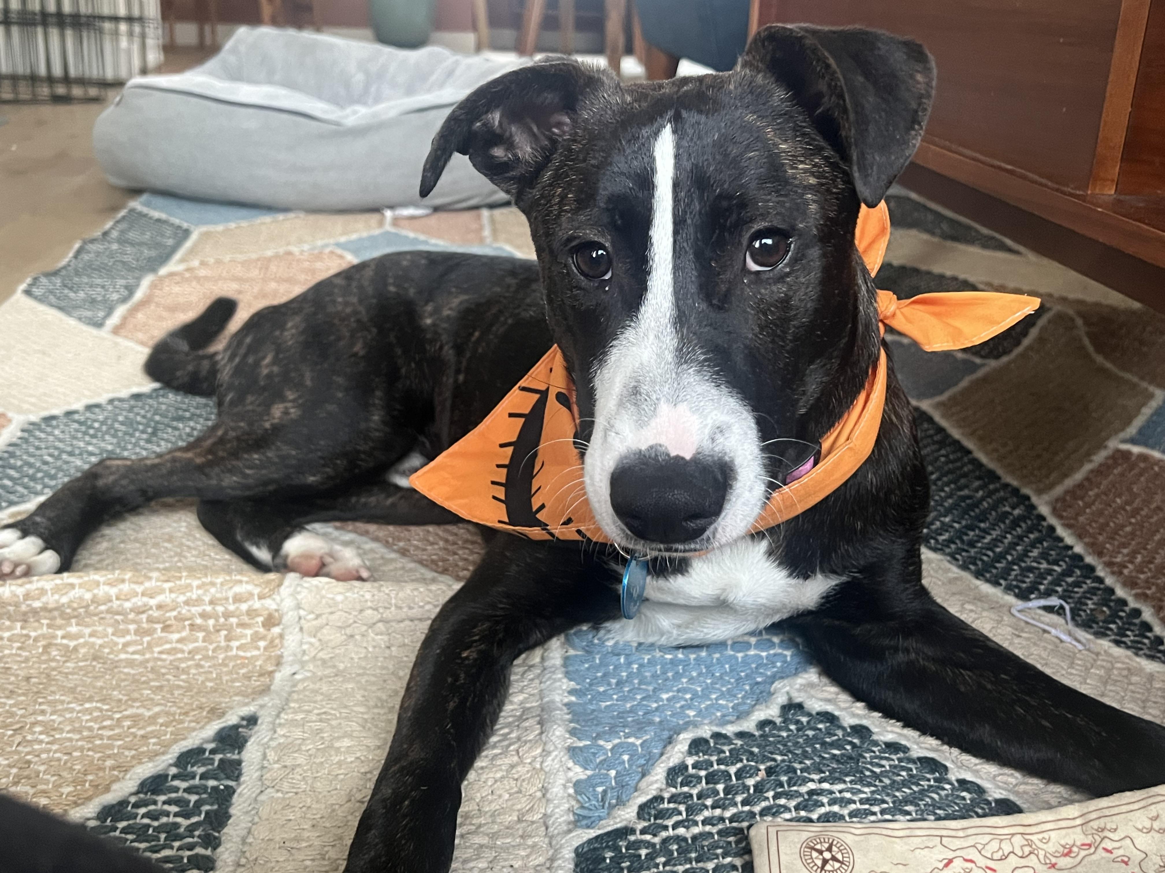 Enlarge August, a Adoptable mixed breed in Pasadena, CA image 5/6