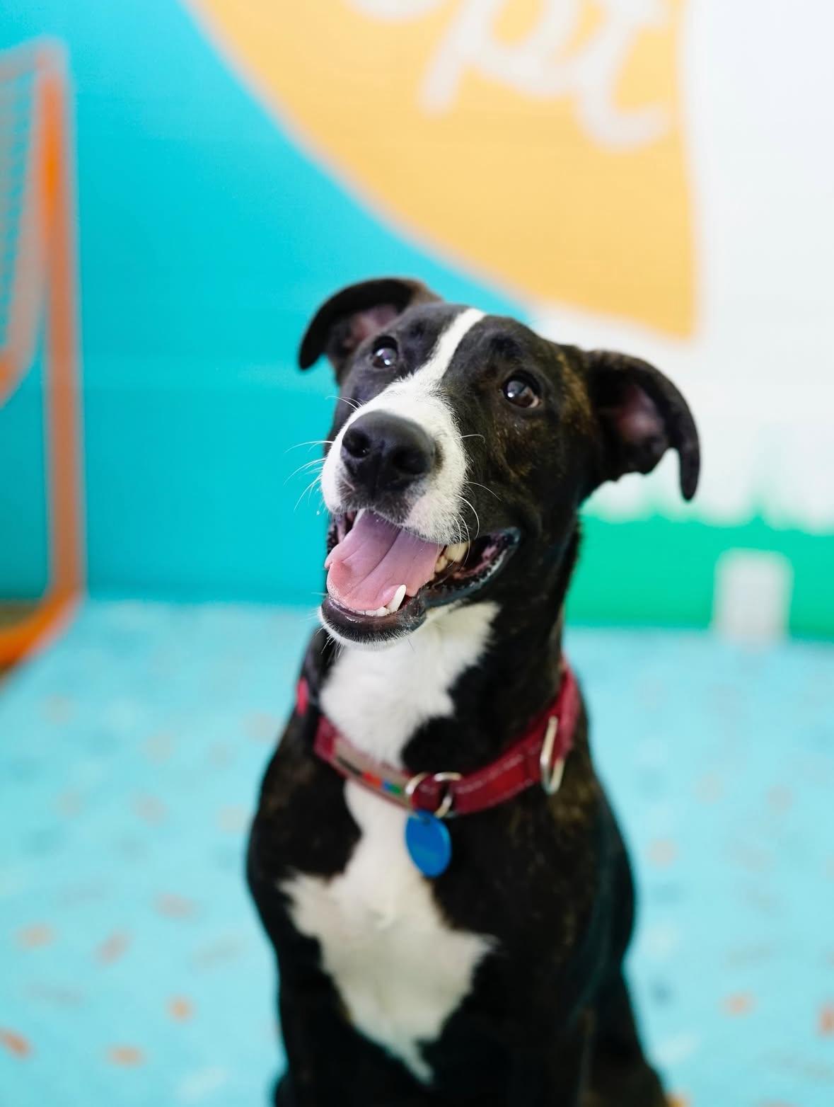 Enlarge August, a Adoptable mixed breed in Pasadena, CA image 6/6