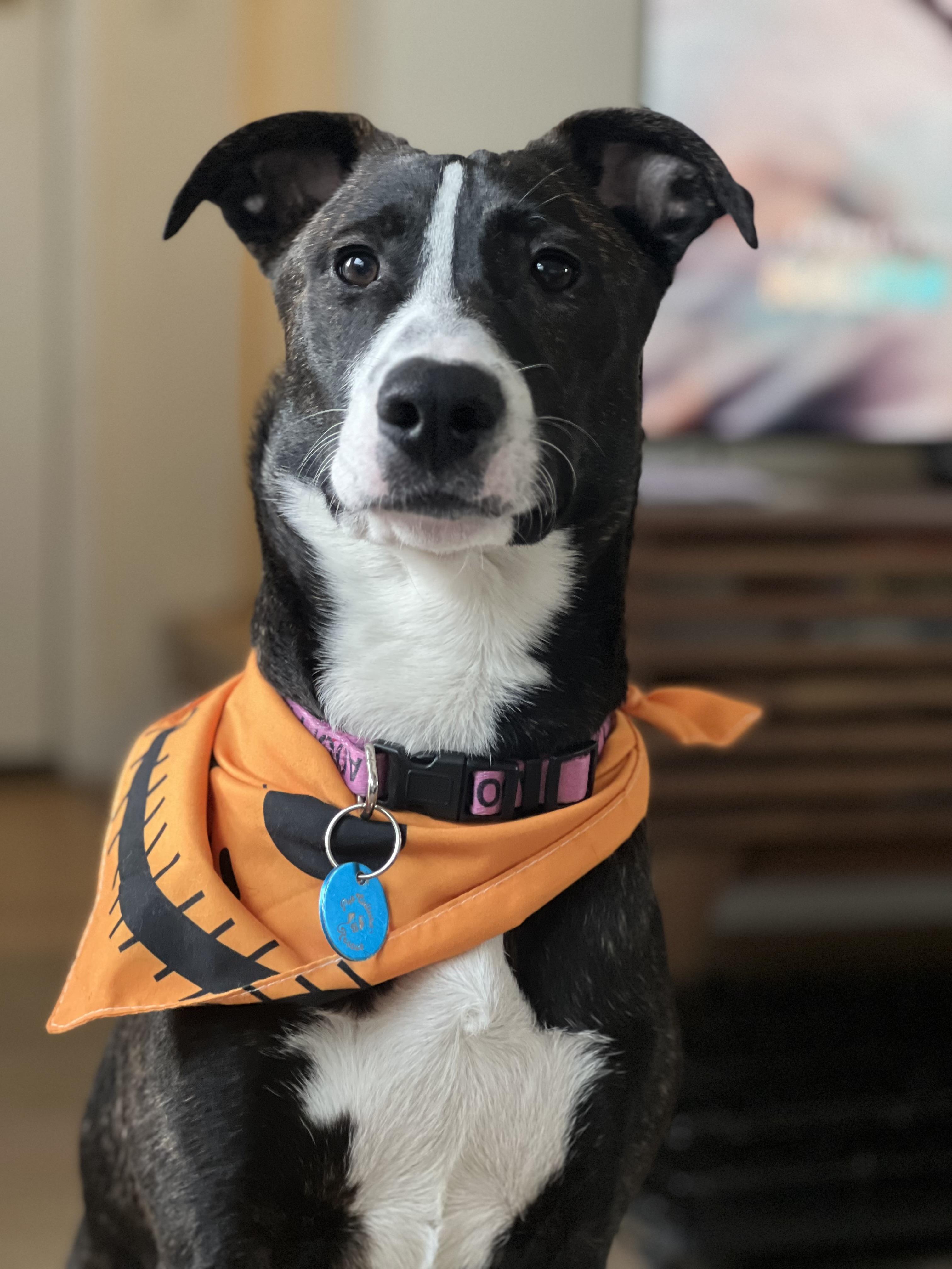 Enlarge August, a Adoptable mixed breed in Pasadena, CA image 4/6