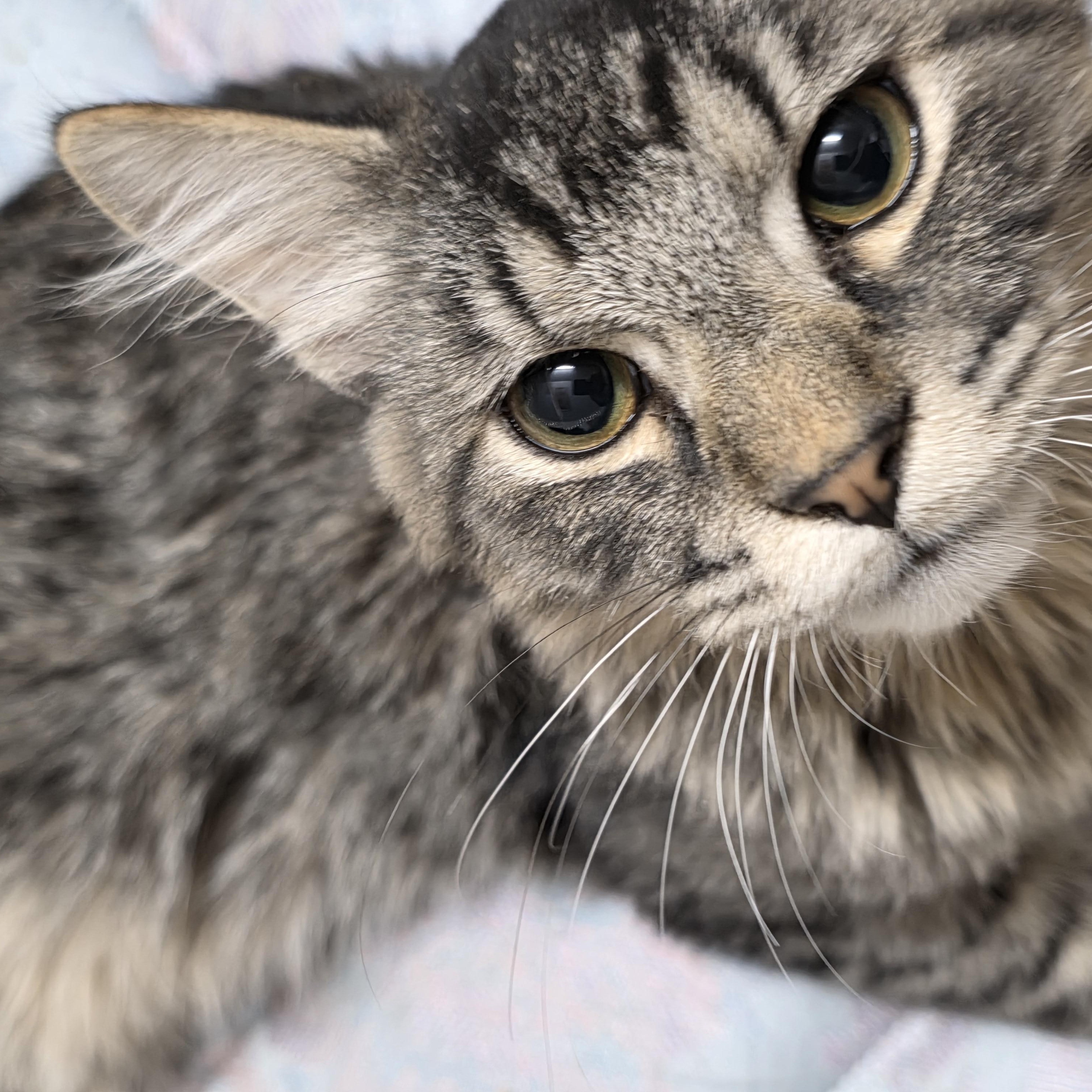 Latte, a Adoptable Domestic Medium Hair in Ashland, VA image 3/3