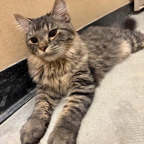 Latte, a Adoptable Domestic Medium Hair in Ashland, VA image 1/3