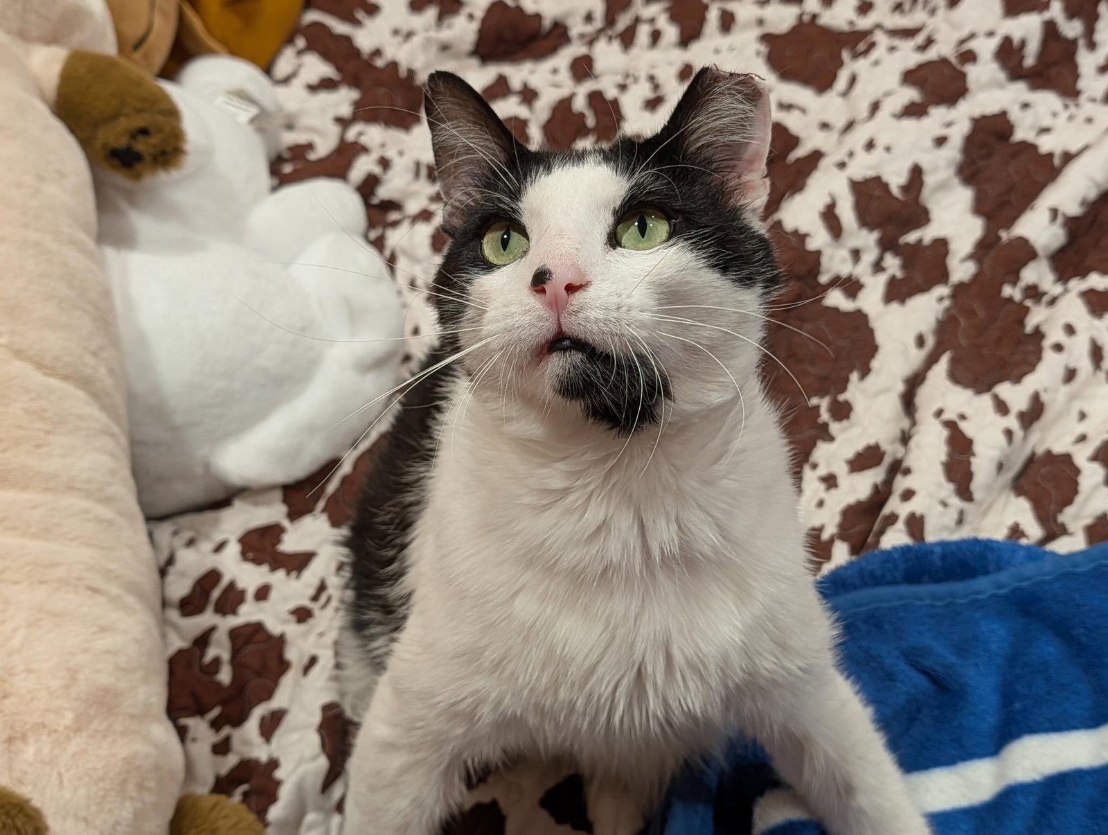 Enlarge Sesame, a Adoptable Domestic Short Hair in Aurora, CO image 1/3