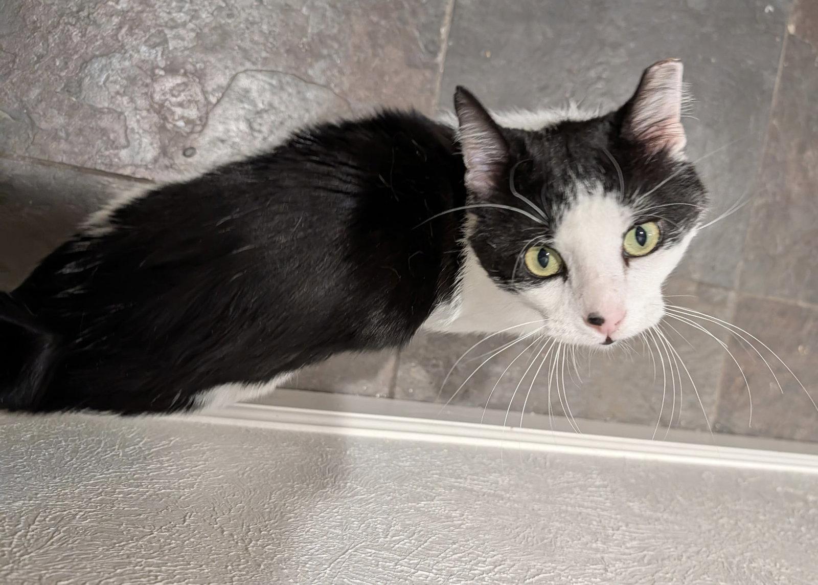 Enlarge Sesame, a Adoptable Domestic Short Hair in Aurora, CO image 2/3