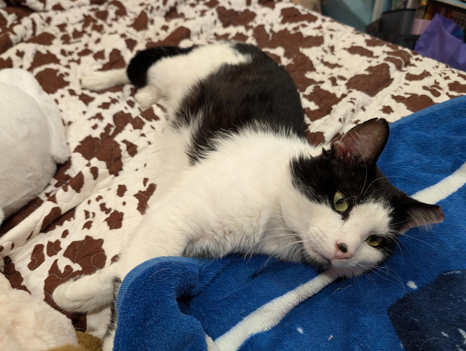 Enlarge Sesame, a Adoptable Domestic Short Hair in Aurora, CO image 3/3