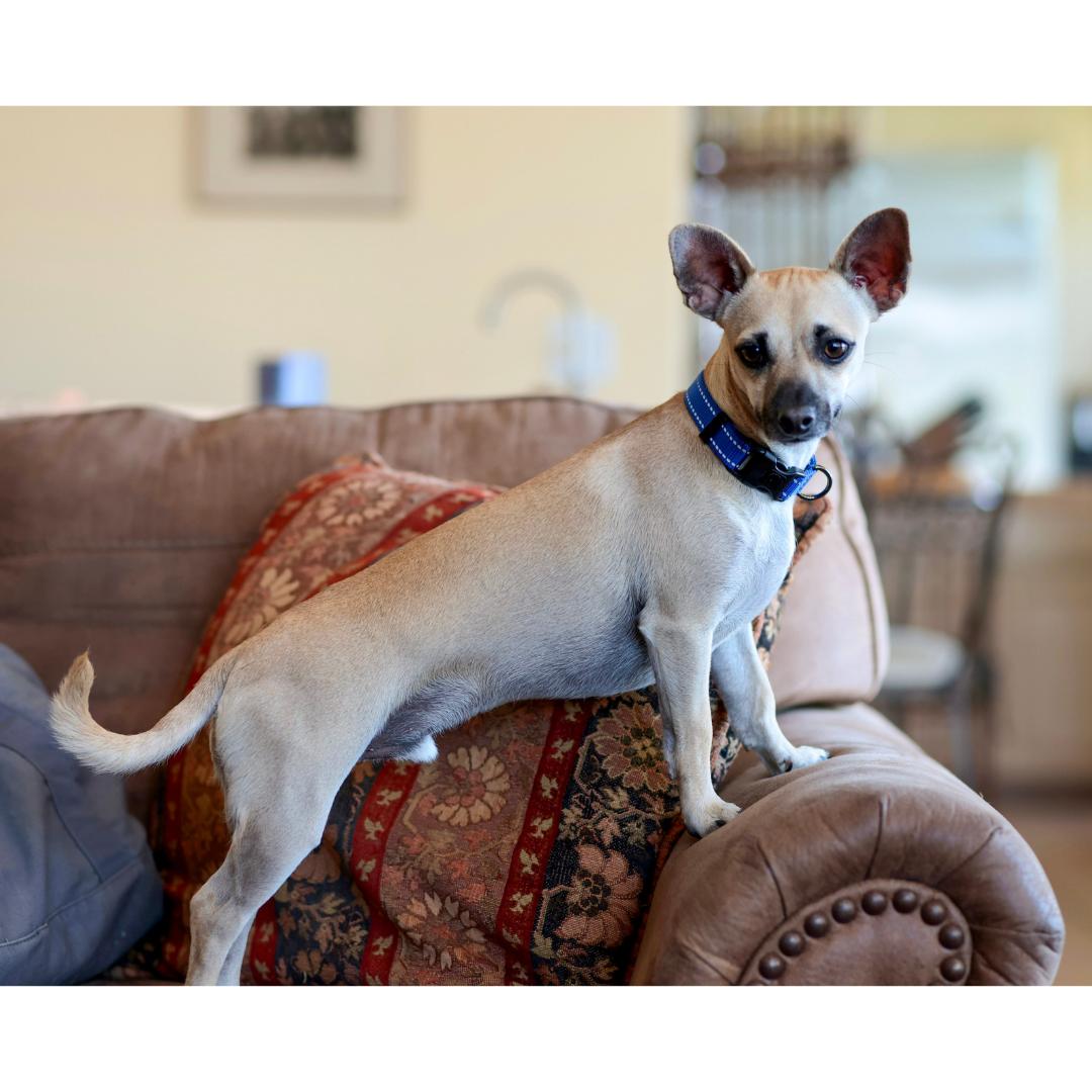 Enlarge TANNER, a Adoptable mixed breed in Morgan Hill, CA image 6/6