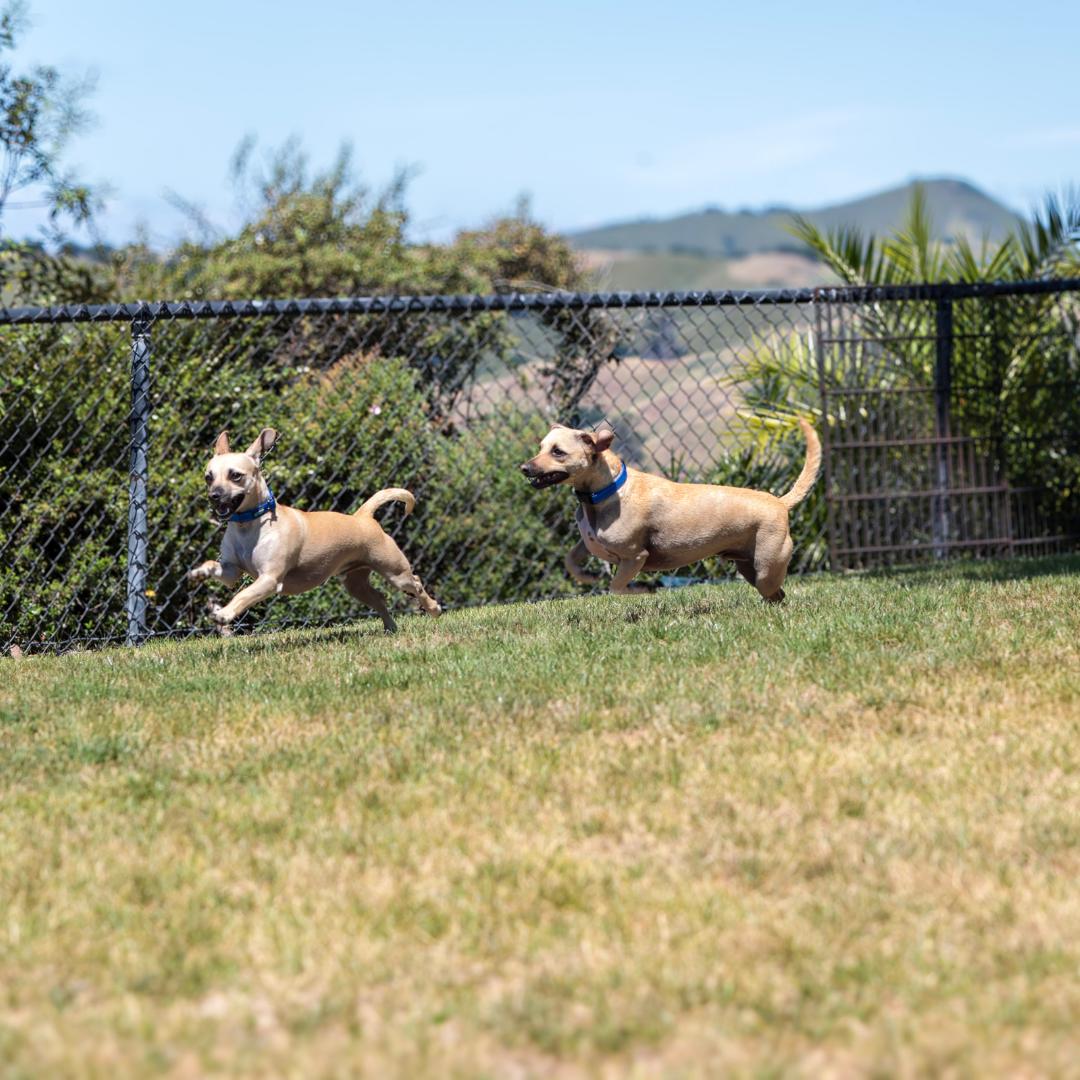 Enlarge TANNER, a Adoptable mixed breed in Morgan Hill, CA image 5/6