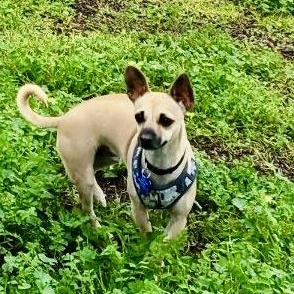 Enlarge TANNER, a Adoptable mixed breed in Morgan Hill, CA image 2/6