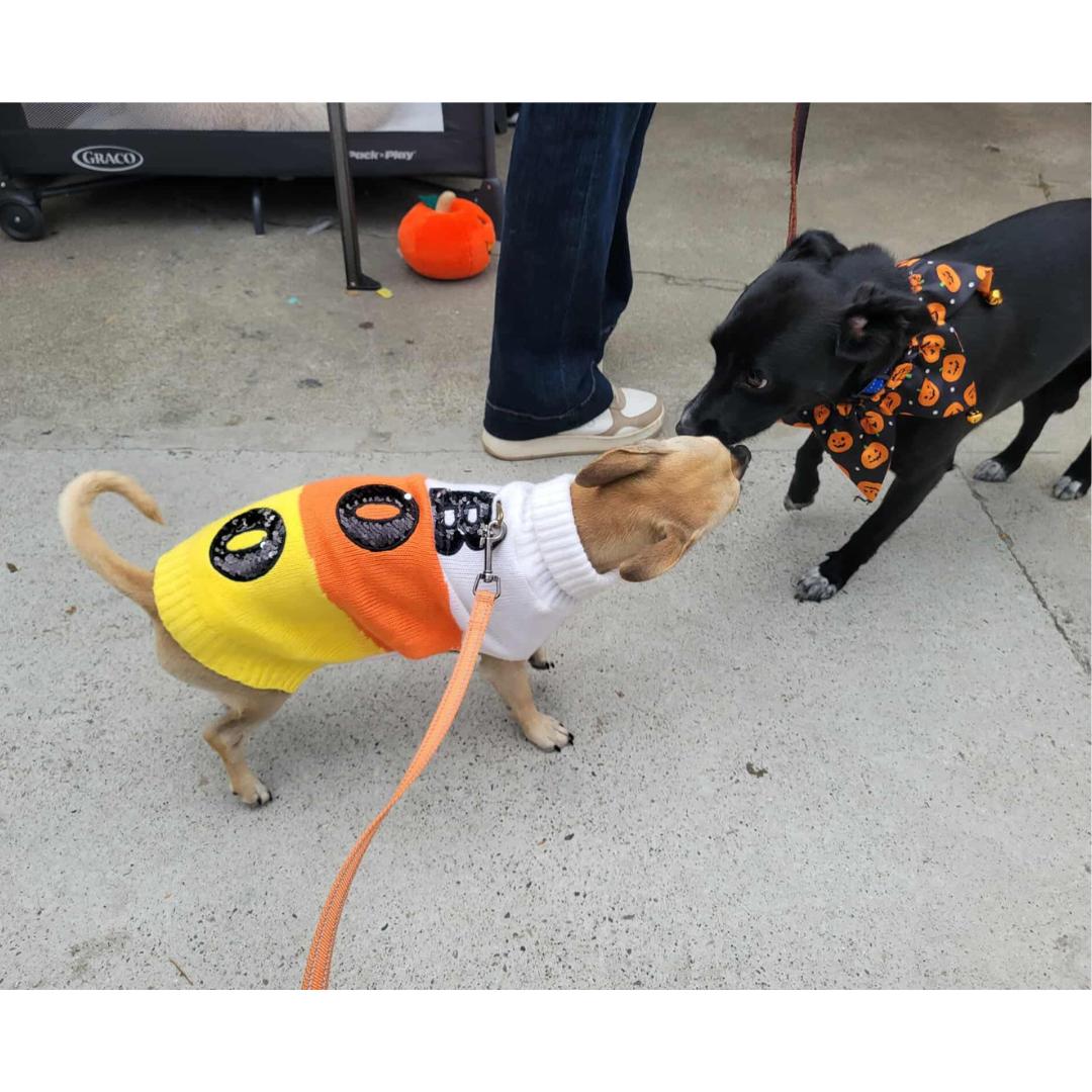 Enlarge TANNER, a Adoptable mixed breed in Morgan Hill, CA image 6/6