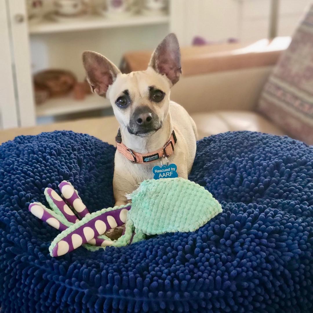 TANNER, Adoptable, Young Male Chihuahua.
