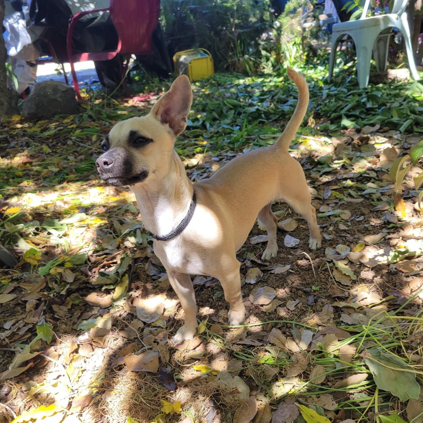 Enlarge TANNER, a Adoptable mixed breed in Morgan Hill, CA image 4/6
